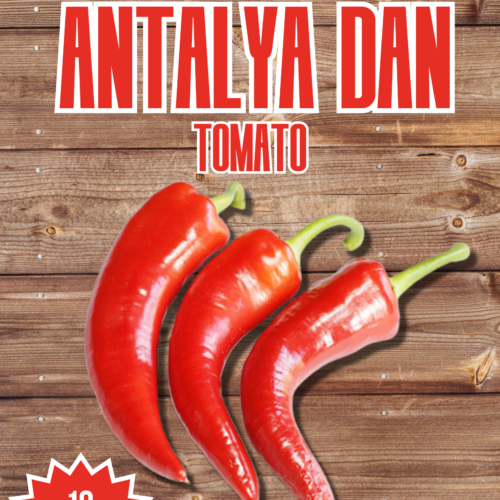 Antalya Dan Chilli Seeds