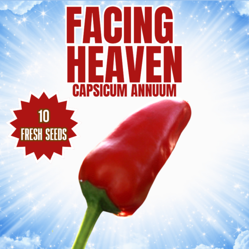 Facing Heaven Chilli Seeds