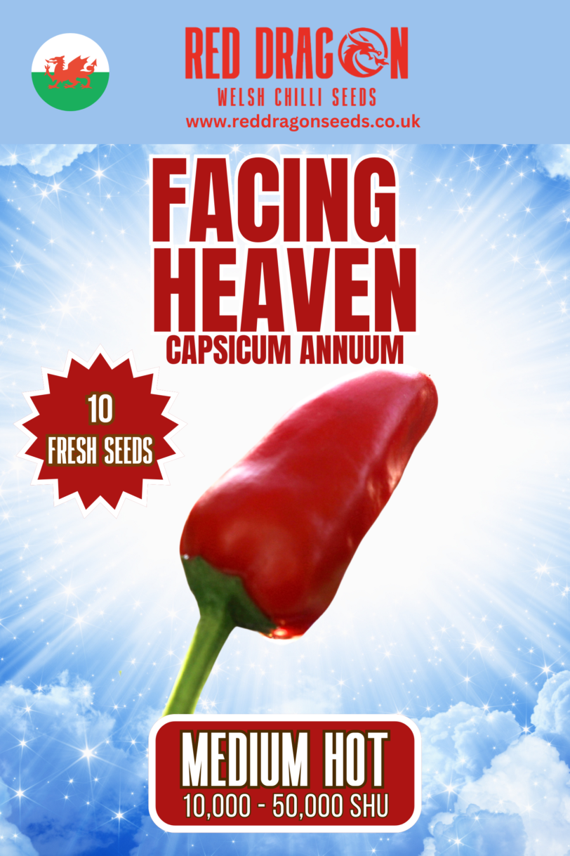 Facing Heaven Chilli Seeds