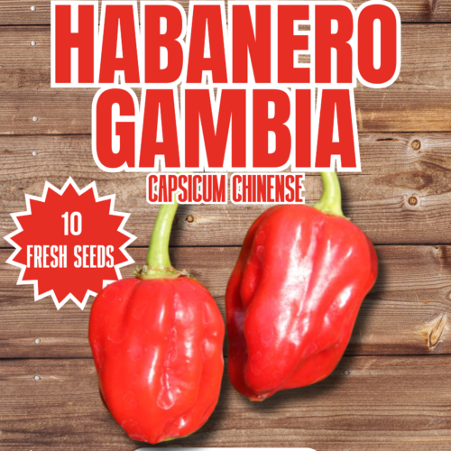 Habanero Gambia Chilli Seeds