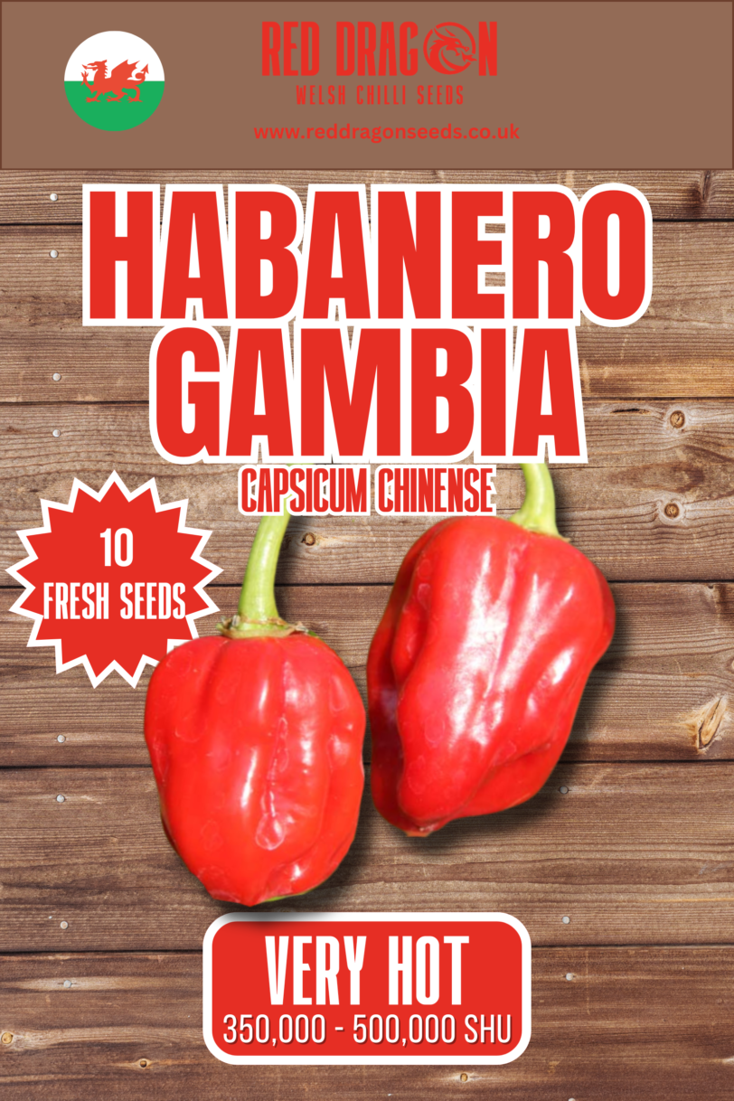 Habanero Gambia Chilli Seeds