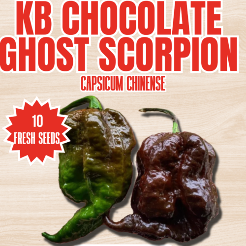 KB Chocolate Ghost Scorpion Chilli Seeds