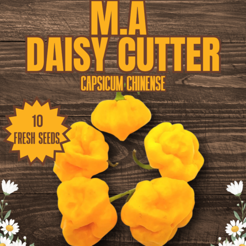 M.A. DaisyCutter Chilli Seeds