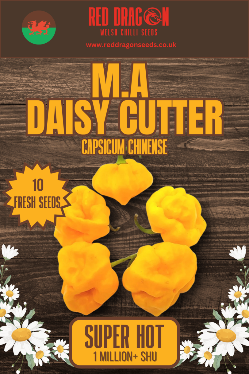 M.A. DaisyCutter Chilli Seeds