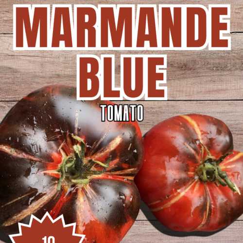 Marmande Blue Tomato Seeds