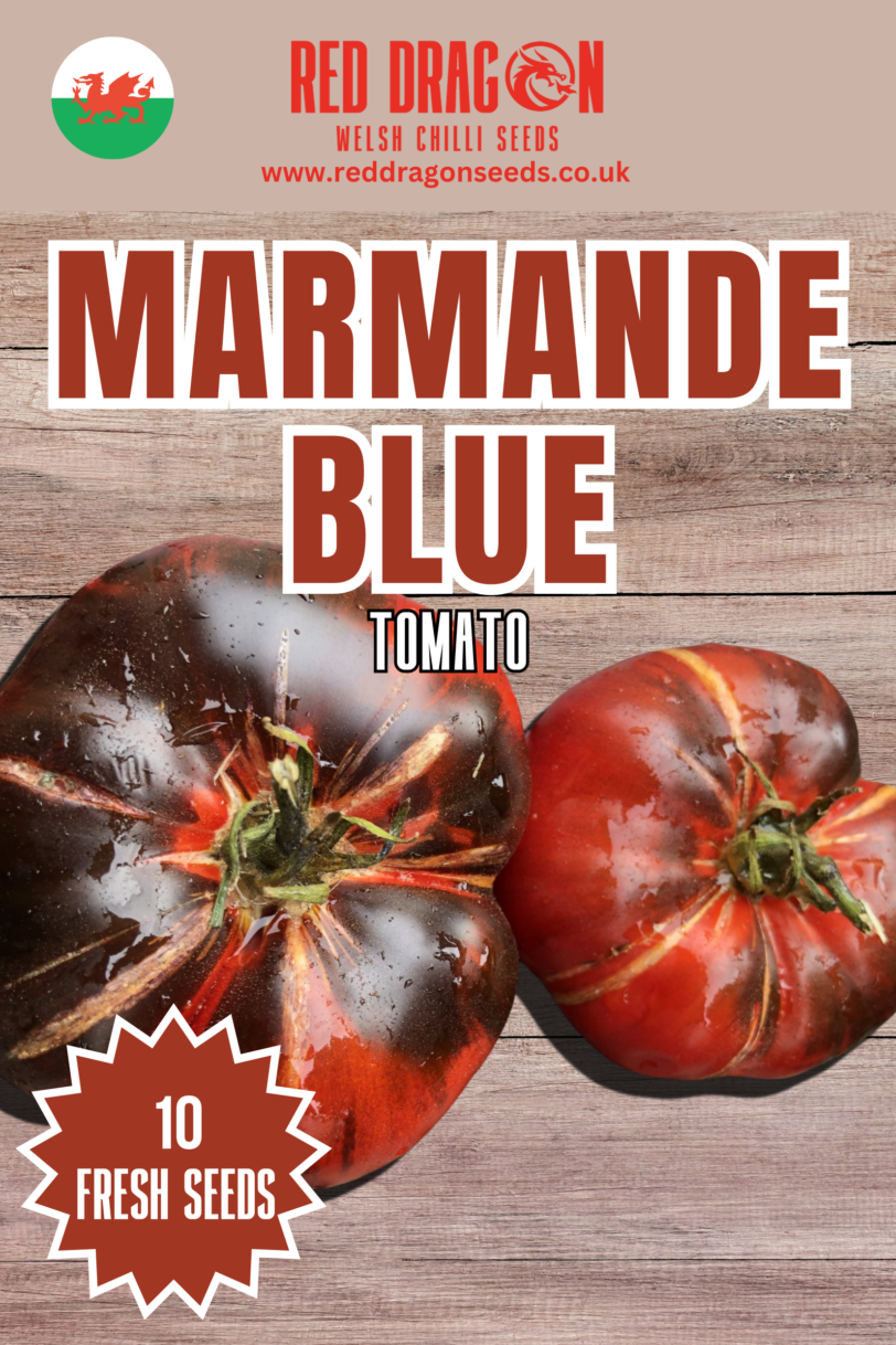 Marmande Blue Tomato Seeds