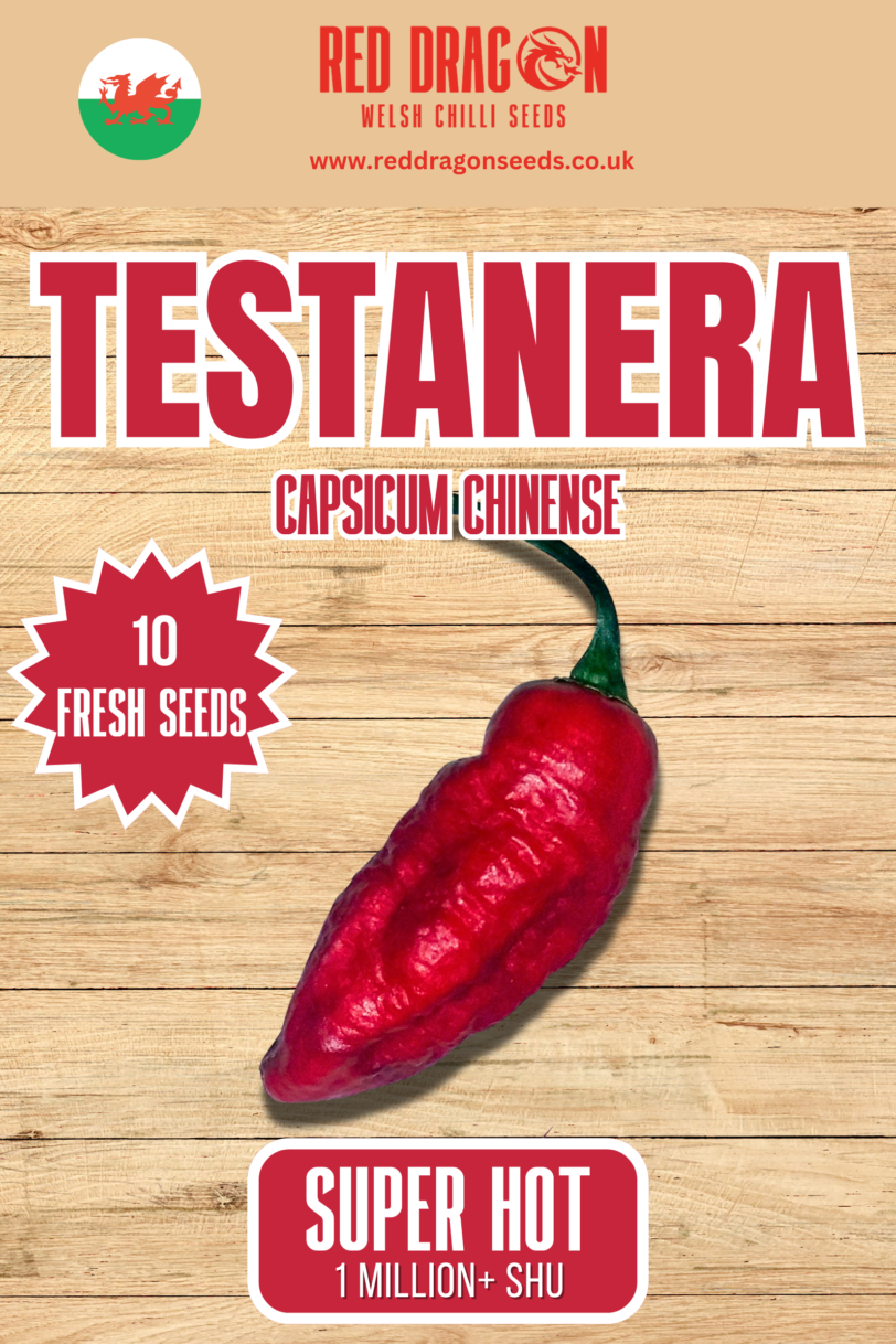 Testanera Chilli Seeds