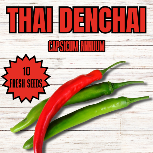 Thai Denchai Chilli Seeds