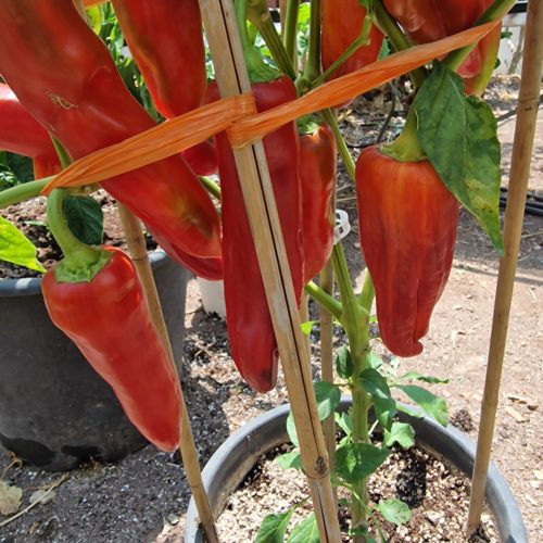 Giant Aconcagua Sweet Pepper Seeds