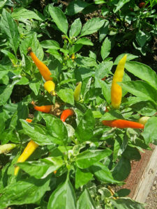 Variegated White Thai Chilli Seeds