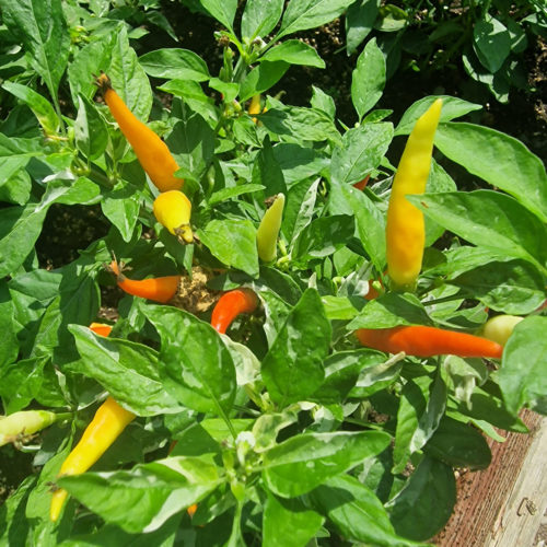 Variegated White Thai Chilli Seeds