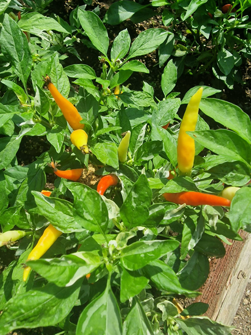 Variegated White Thai Chilli Seeds