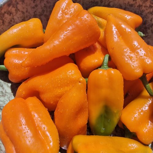 Oranos Sweet Pepper Seeds