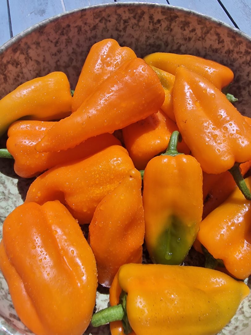 Oranos Sweet Pepper Seeds