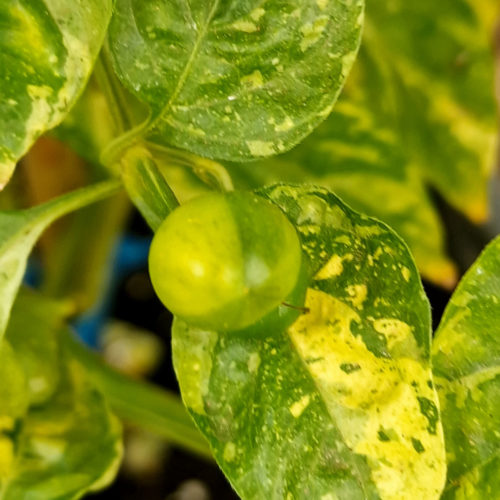 Variegated Ninfadora Chilli Seeds