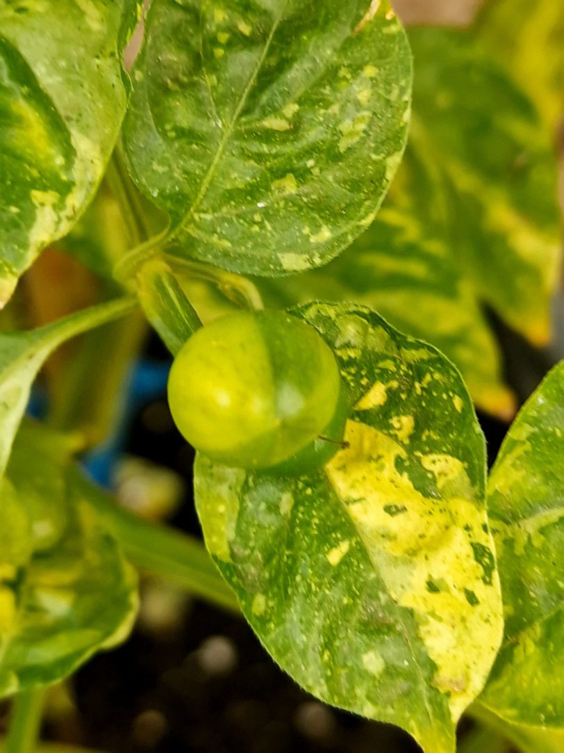 Variegated Ninfadora Chilli Seeds