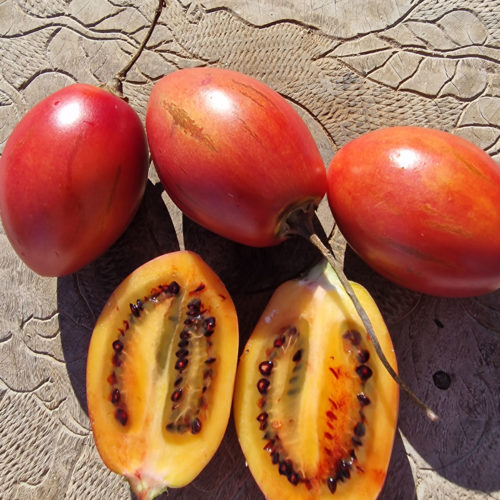 Tamarillo Seeds