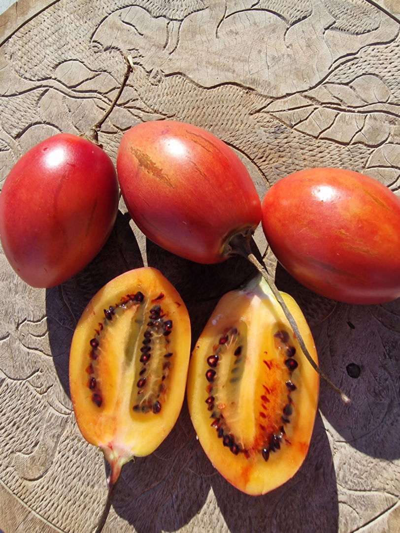 Tamarillo Seeds