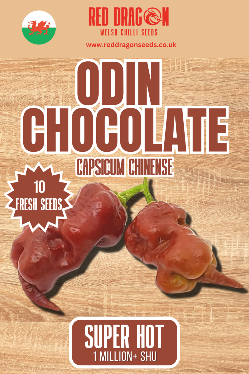 Odin Chocolate Chilli Seeds