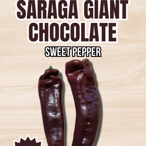 Saraga Giant Chocolate Sweet Pepper Seeds