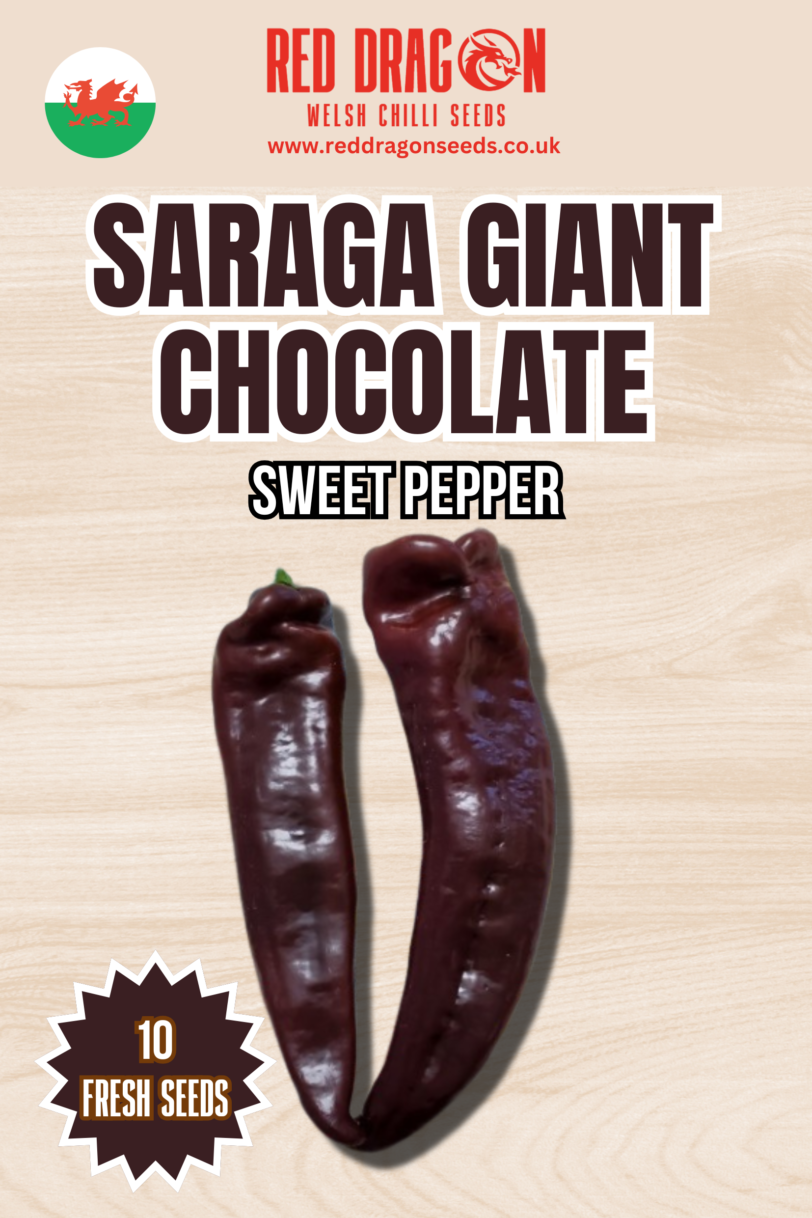 Saraga Giant Chocolate Sweet Pepper Seeds