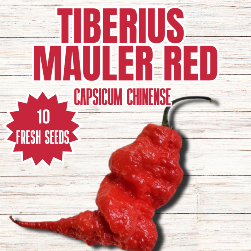 Tiberius Mauler Red Chilli Seeds