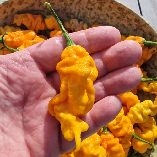 T-Rex Yellow Chilli Seeds