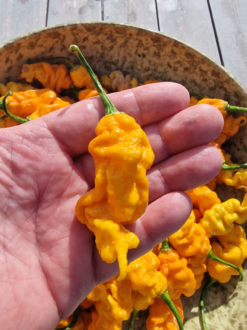 T-Rex Yellow Chilli Seeds