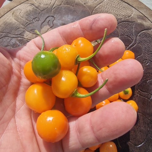 Charapon Amarillo Chilli Seeds