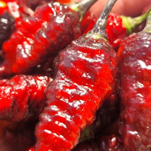 Naga Twister Black Chilli Seeds