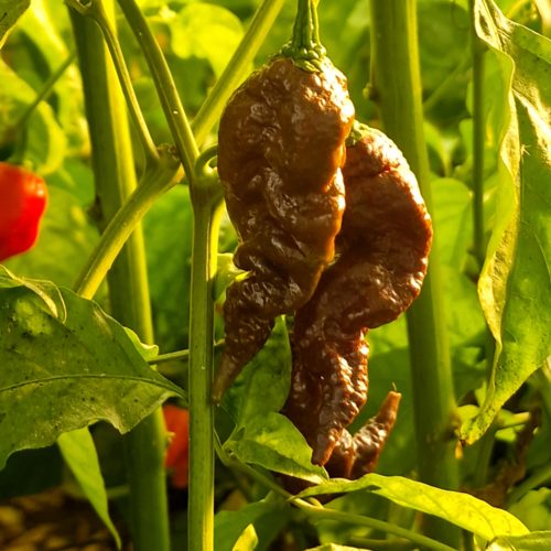 Chocolate Primotalii Chilli Seeds