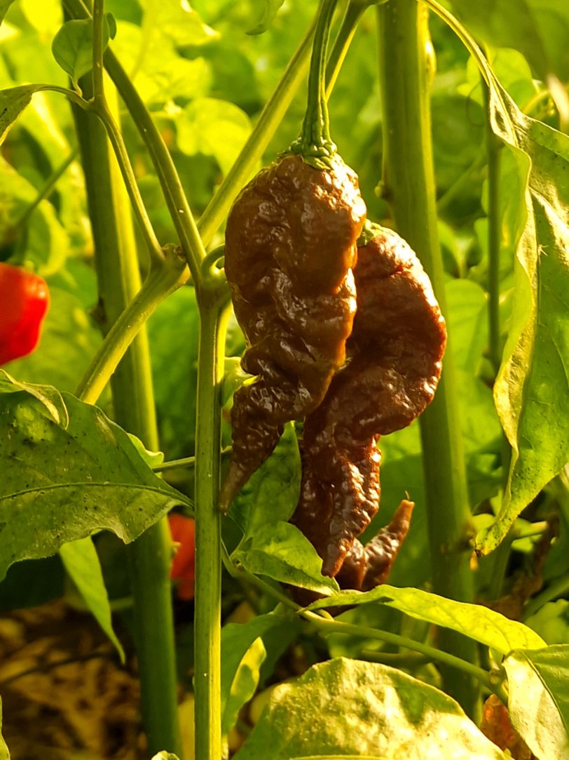 Chocolate Primotalii Chilli Seeds