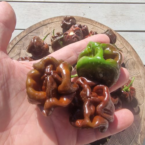 Scotch Bonnet Chocolate Chilli Seeds