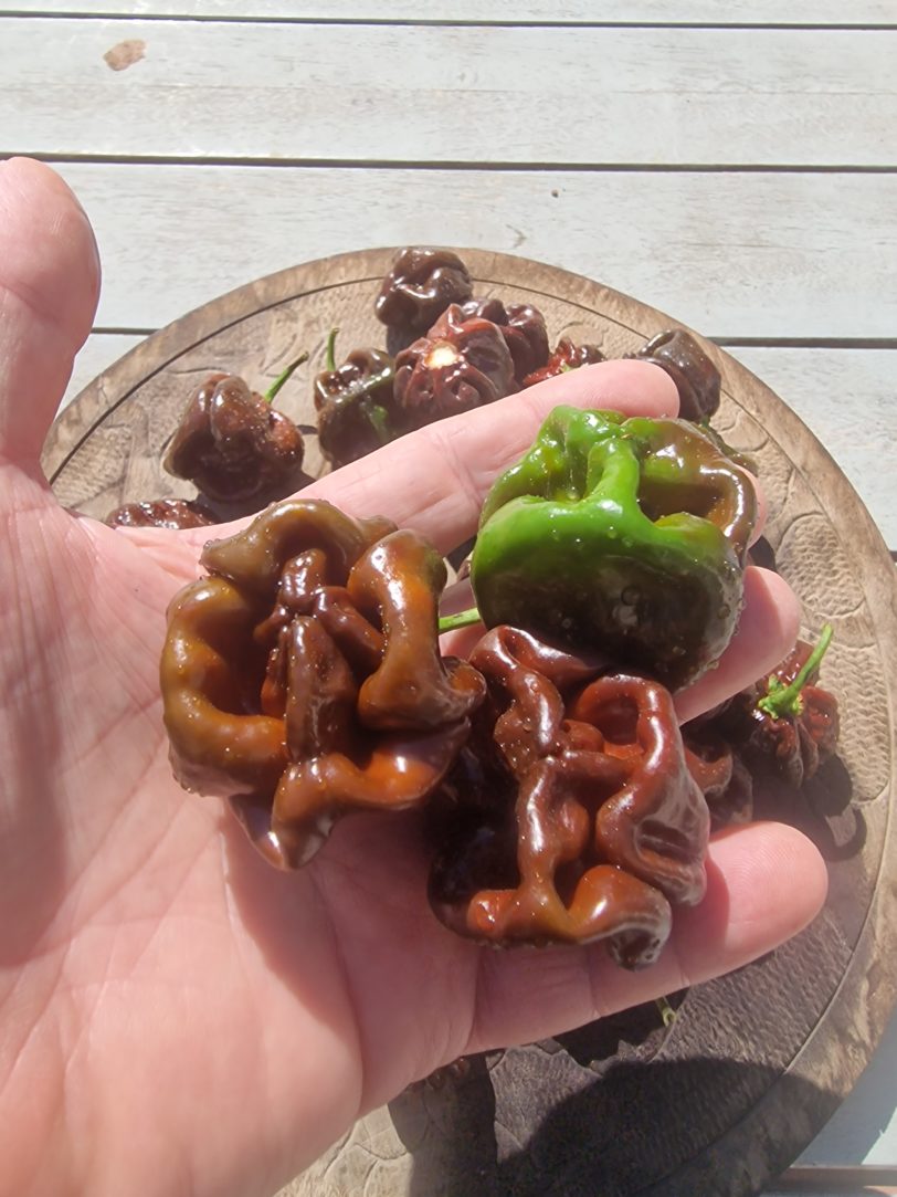 Scotch Bonnet Chocolate Chilli Seeds