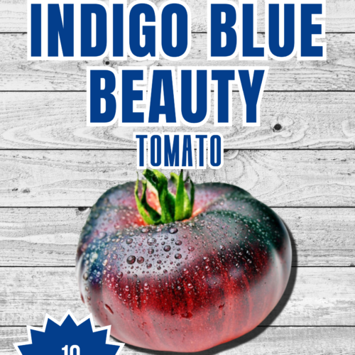 Indigo Blue Beauty Tomato Seeds