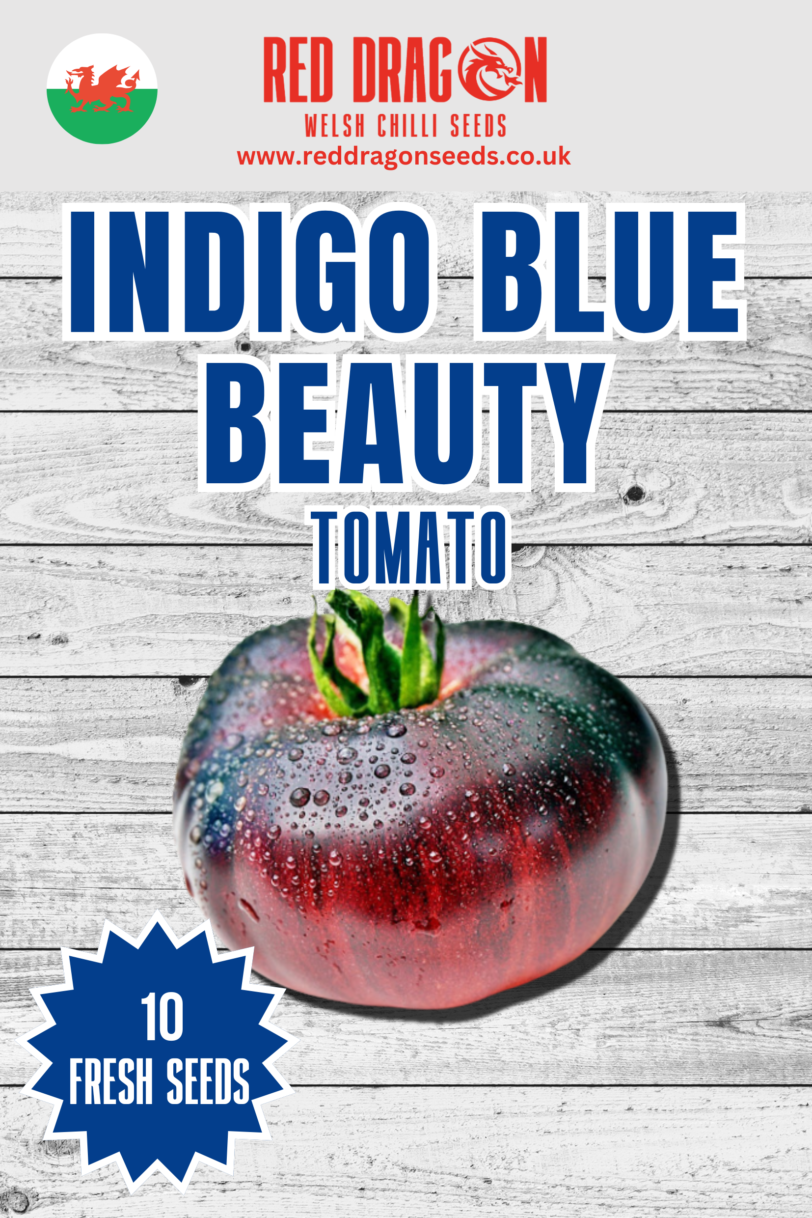 Indigo Blue Beauty Tomato Seeds