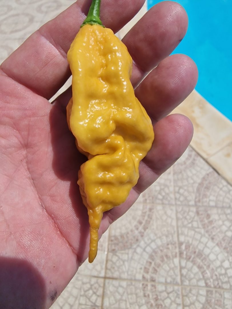 Butterscotch Ghost Scorpion Chilli Seeds - Image 2