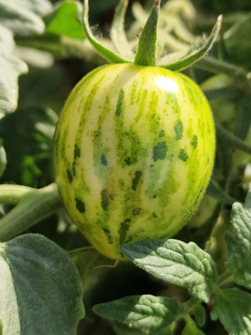 Tiny Tiger Micro Dwarf Tomato Seeds - Image 2