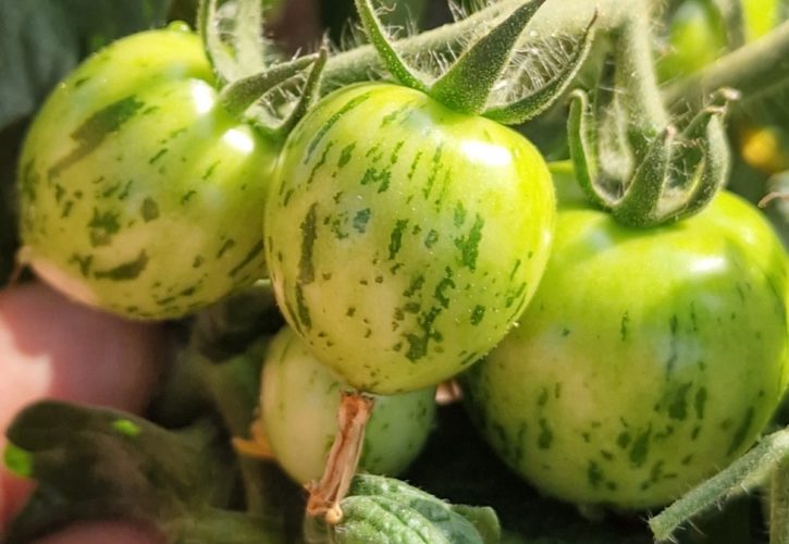 Tiny Tiger Micro Dwarf Tomato Seeds