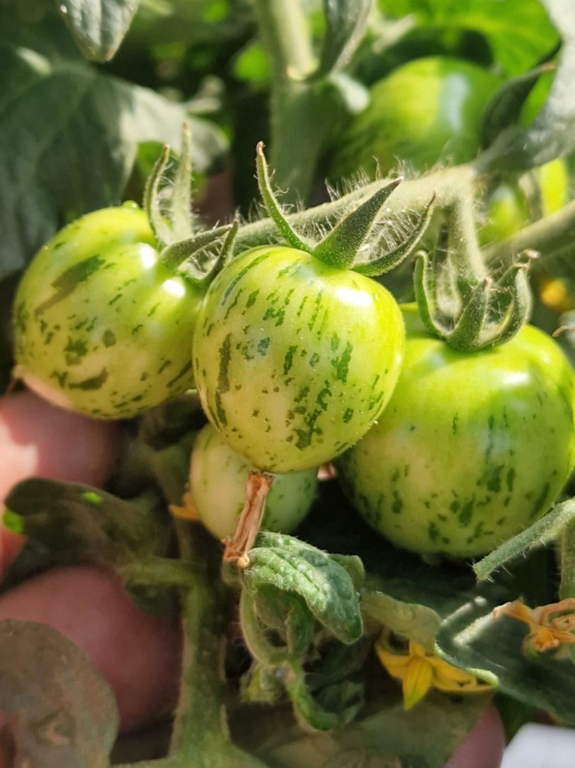 Tiny Tiger Micro Dwarf Tomato Seeds