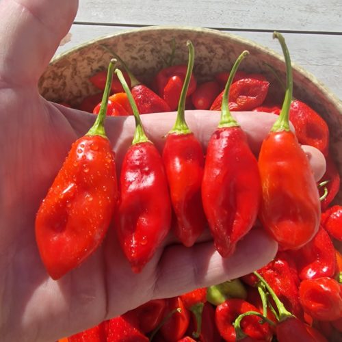 St Thomas USVI Chilli Seeds