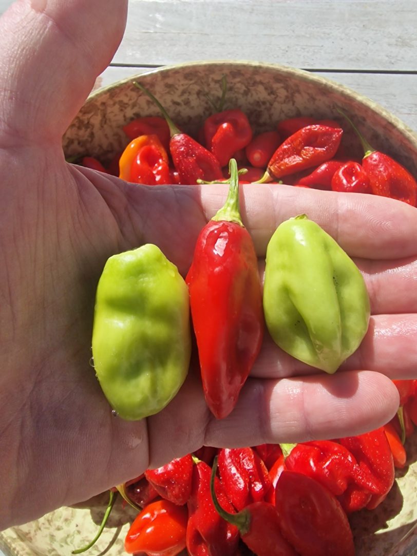 St Thomas USVI Chilli Seeds - Image 7