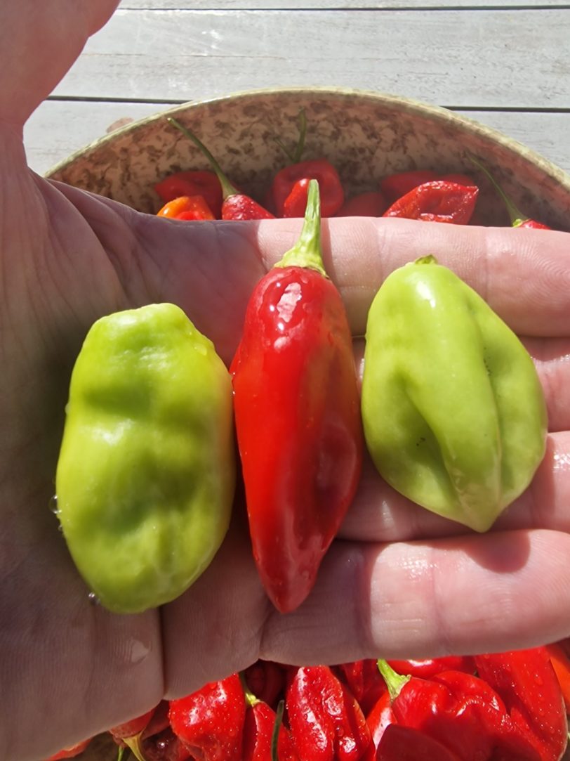 St Thomas USVI Chilli Seeds - Image 4