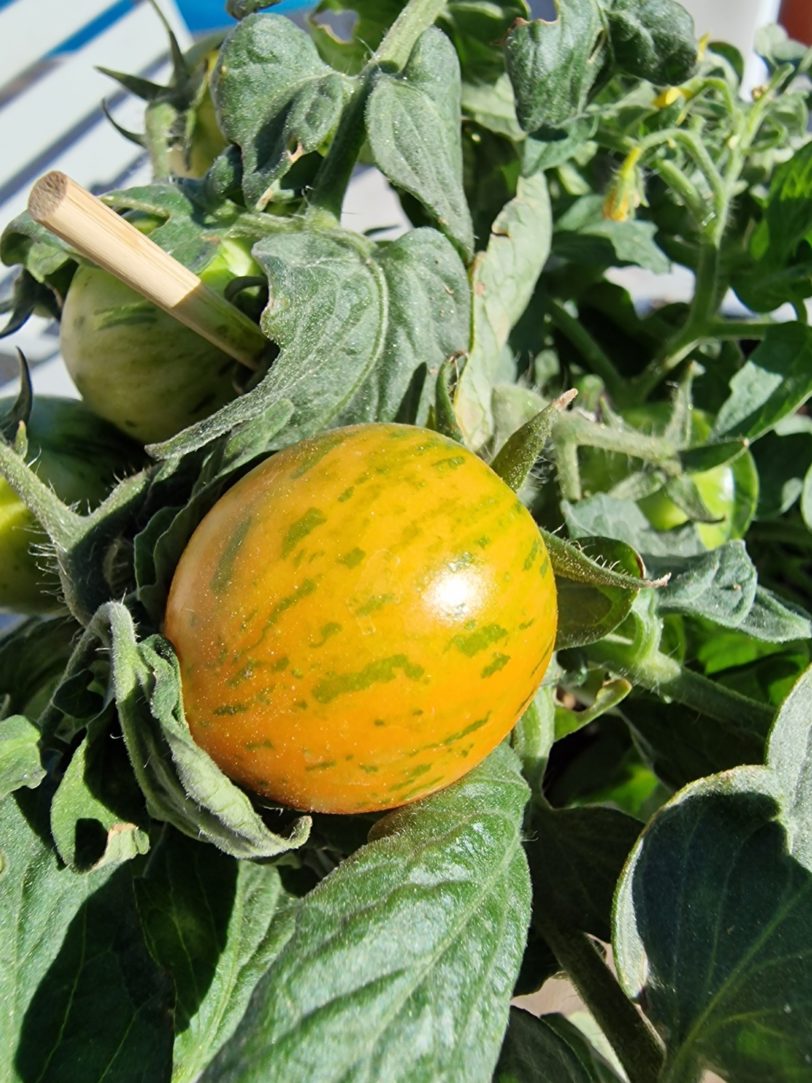 Tiny Tiger Micro Dwarf Tomato Seeds - Image 9