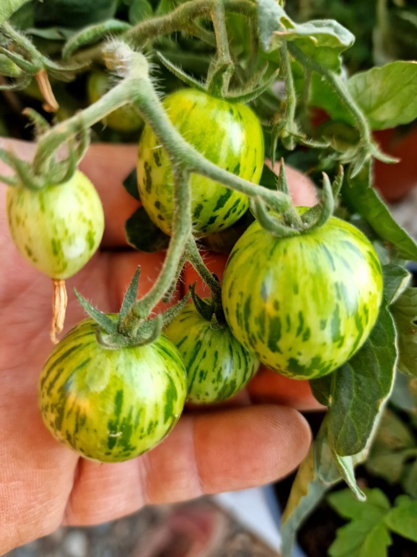 Tiny Tiger Micro Dwarf Tomato Seeds