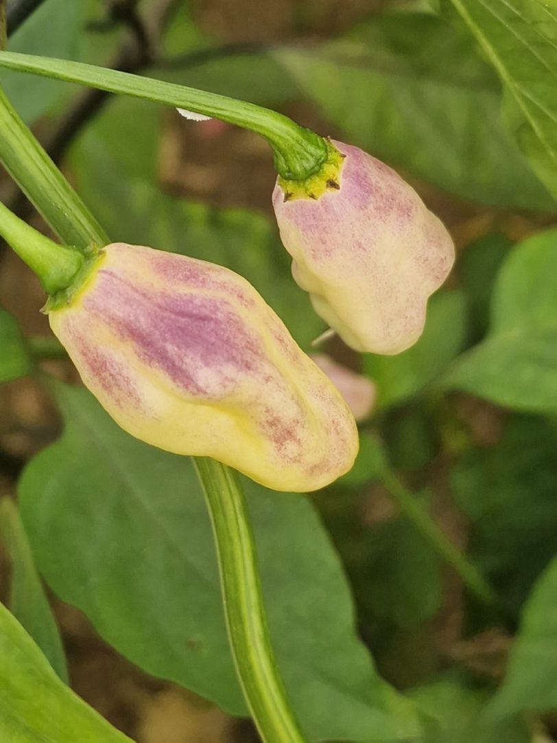 Cartel Karen Chilli Seeds - Image 6