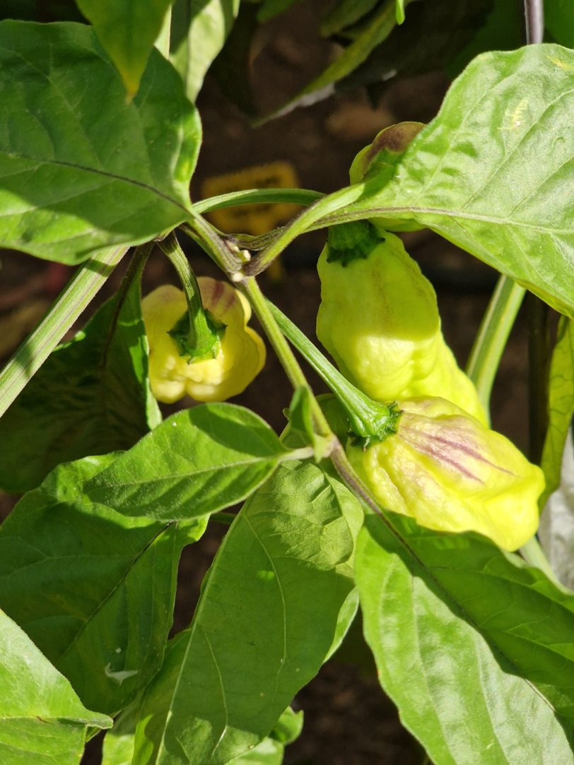 Cartel Karen Chilli Seeds - Image 4