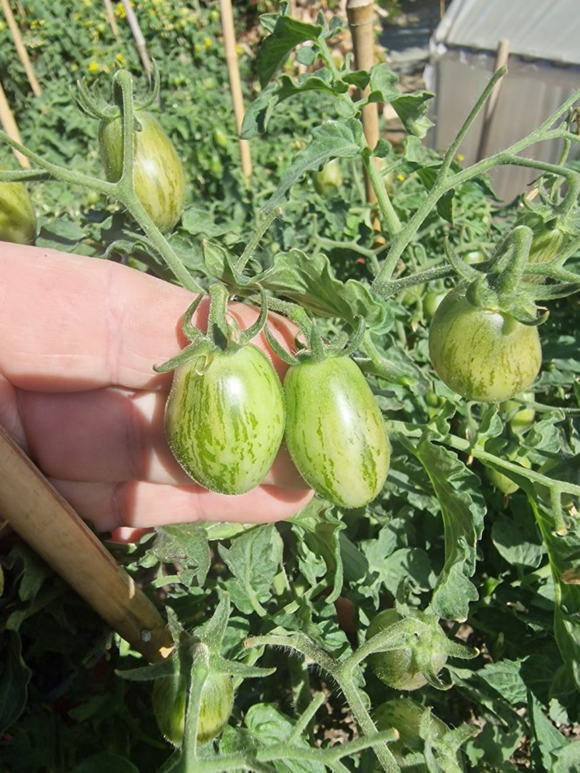 Golden Hour Micro Dwarf Tomato Seeds - Image 5