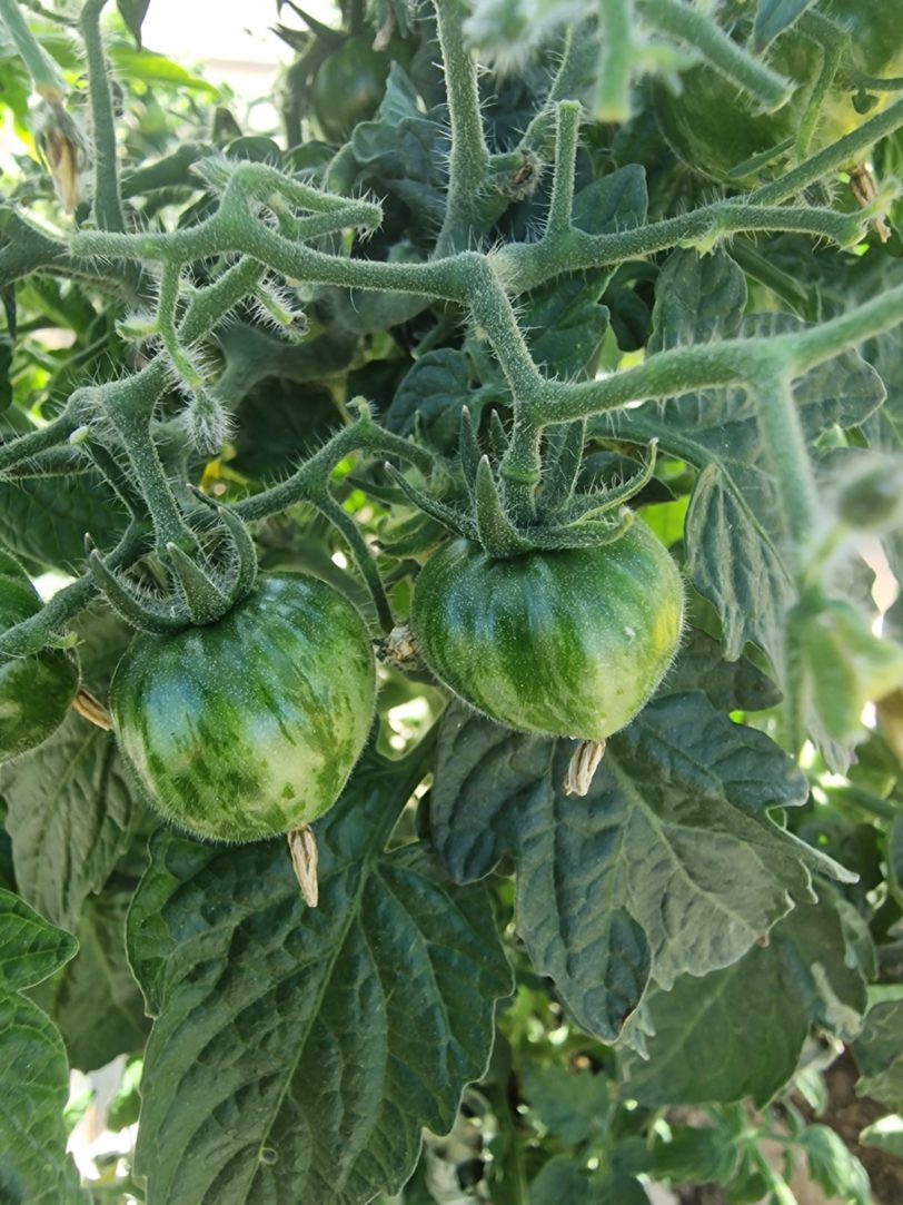 Dark Stripe Micro Dwarf Tomato Seeds - Image 5