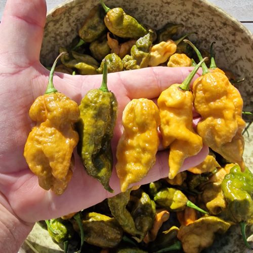 ButterScotch Ghost Scorpion Chilli Seeds